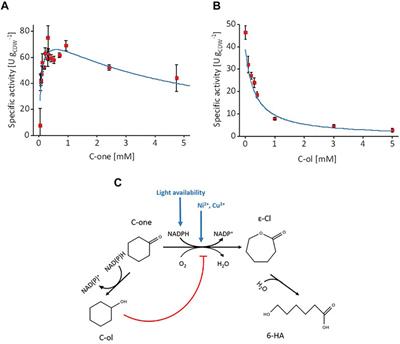 Maximizing Photosynthesis-Driven Baeyer–Villiger Oxidation Efficiency in Recombinant Synechocystis sp. PCC6803